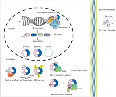 Circular RNAs: pivotal role in the leukemogenesis and novel indicators for the diagnosis and prognosis of acute myeloid leukemia